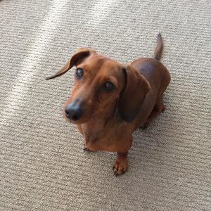 Meet your Posher, William